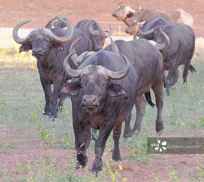 南非野牛群接近图片素材