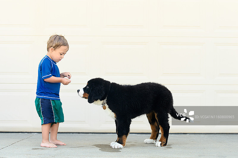 蹒跚学步的小男孩在外面和他的大伯尔尼山小狗分享他的食物图片素材