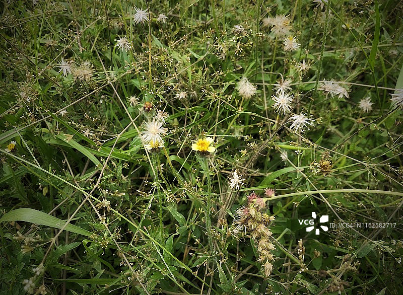小草花的背景在夏季时间。图片素材