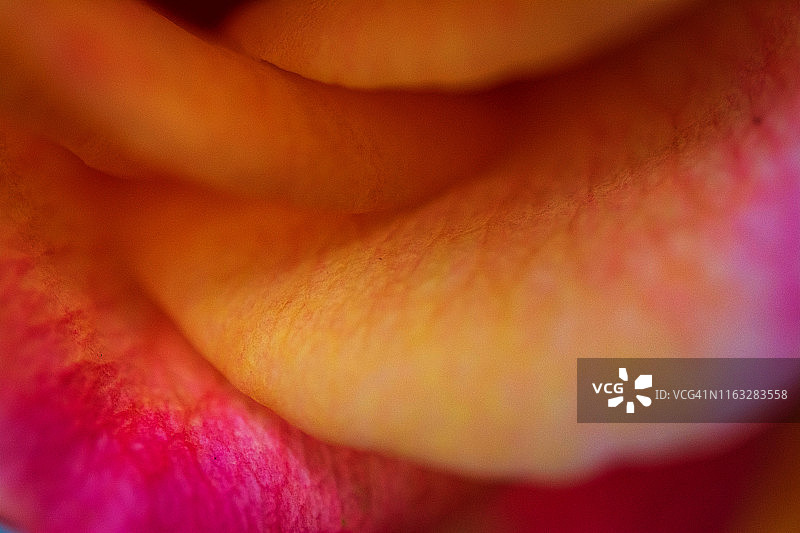 一朵玫瑰花的抽象形象图片素材