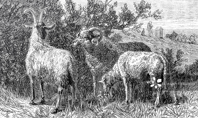 山羊和绵羊农场动物图片素材