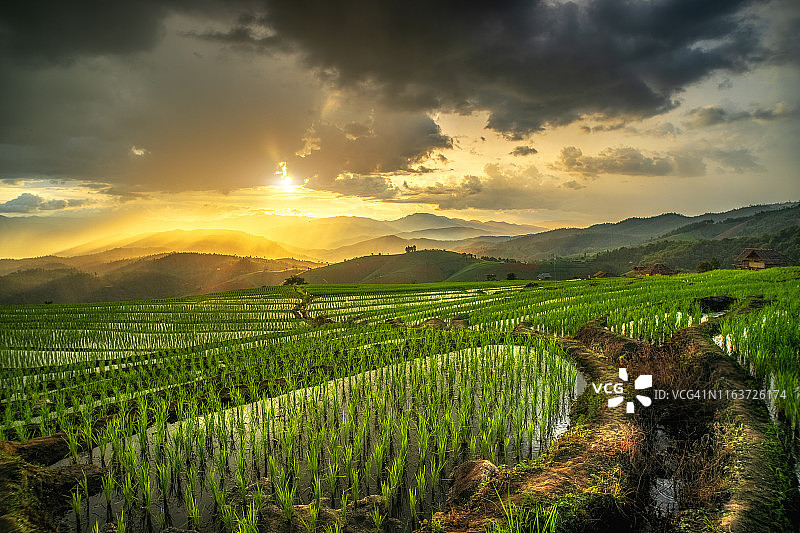 稻田梯田。美丽的农业与日落景观。图片素材