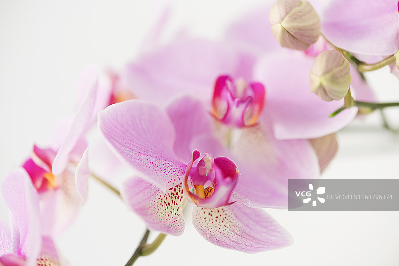 白色背景上盛开的粉红色兰花的特写图片素材