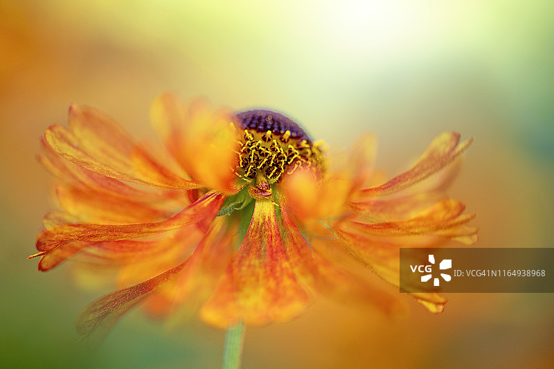 这是一幅夏日盛开的橙色氦花的特写，也被称为喷嚏草，在柔和的夏日阳光下图片素材