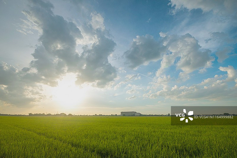 泰国田园诗般的稻田在日落时的天空图片素材