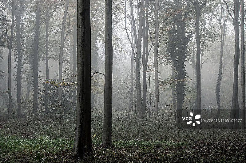 五十英亩的森林在黎明的薄雾，利伍兹，布里斯托尔，英格兰，英国，欧洲图片素材