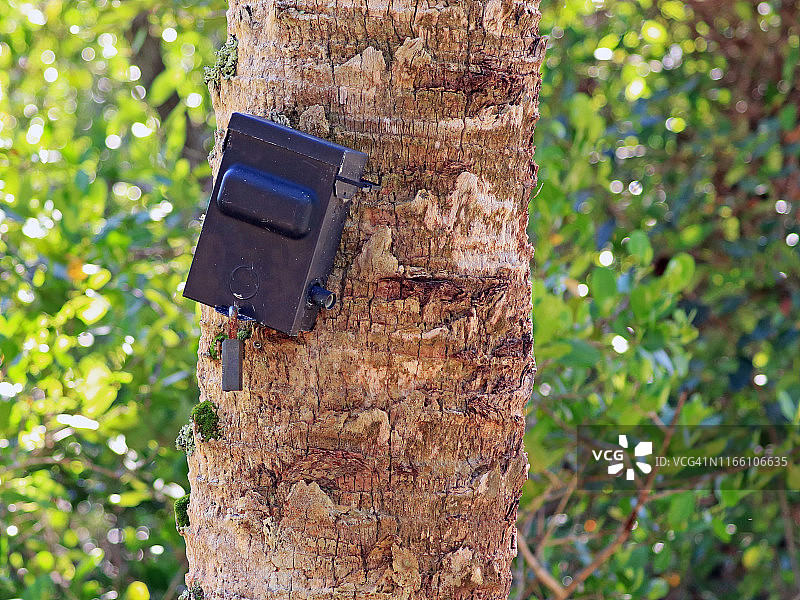 动作激活游戏摄像机连接在一棵棕榈树的树干上图片素材