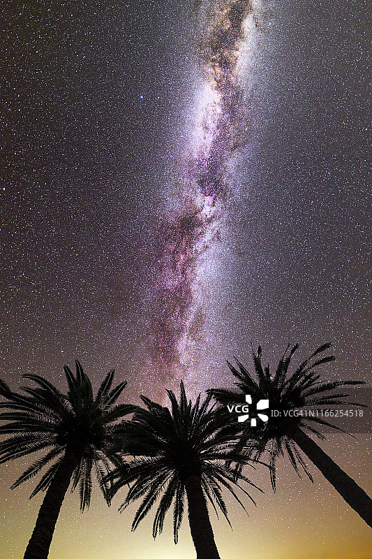 紫色银河陨星棕榈树图片素材