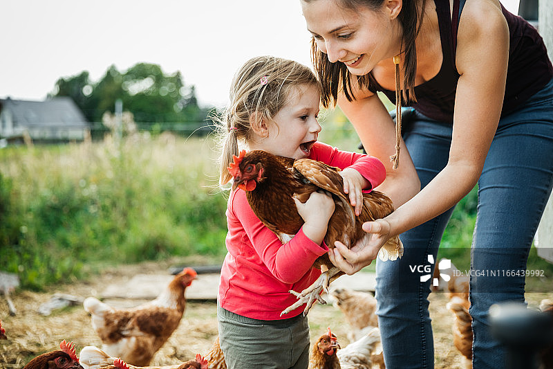 在农场处理鸡的年轻女孩图片素材