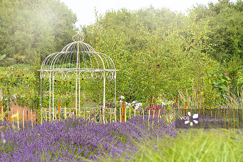 一个美丽浪漫的英国村舍花园，色彩鲜艳的花朵在柔和的夏日阳光下，白色的铁艺凉亭图片素材