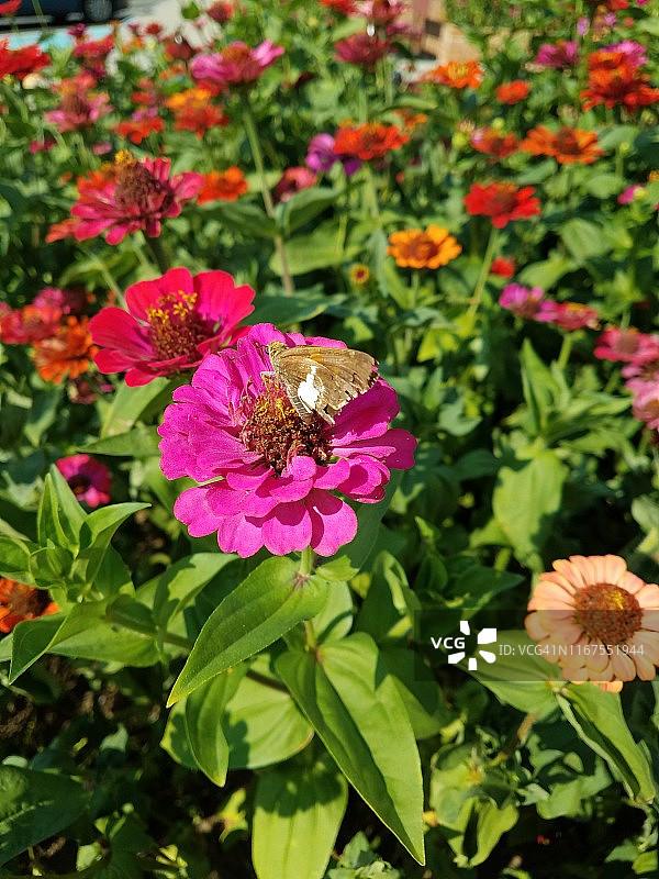 蝴蝶在粉红色的野花上图片素材