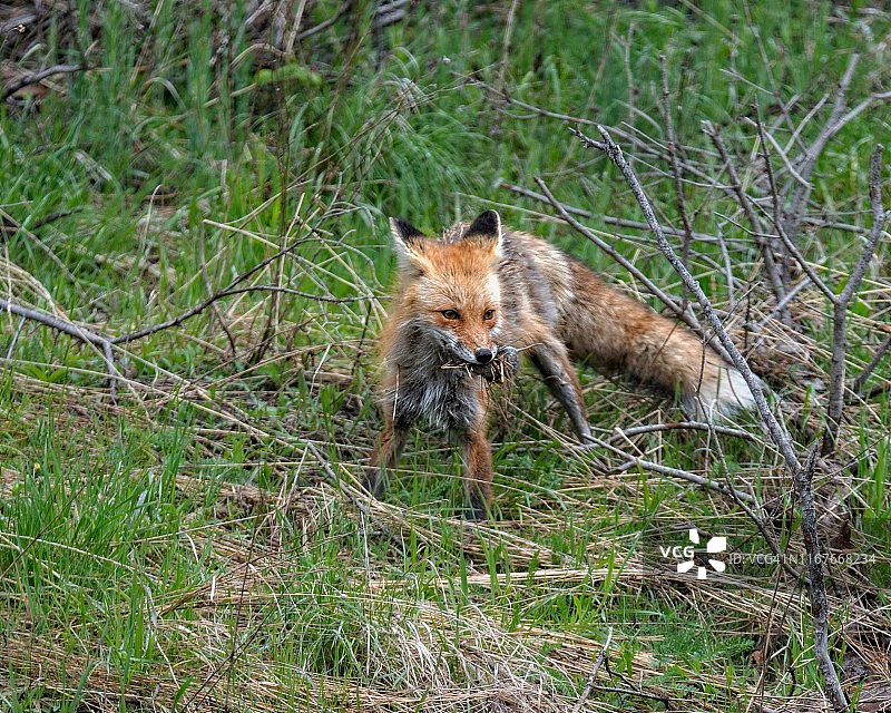 一只红狐抓住一只地松鼠作为它的下一顿饭。图片素材