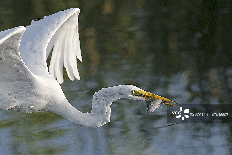 大白鹭与鱼在水上飞行图片素材