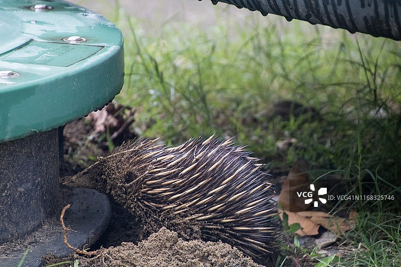 针鼹在寻找食物。刺猬在水箱附近挖洞找蚂蚁。照片摄于澳大利亚昆士兰的Etty湾。图片素材
