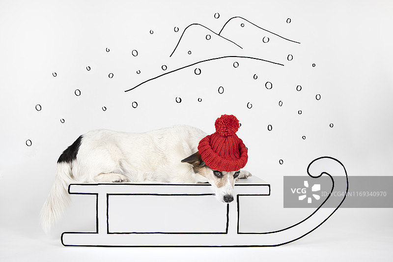头戴红色羊毛帽的杂种狗躺在拉着的雪橇上图片素材
