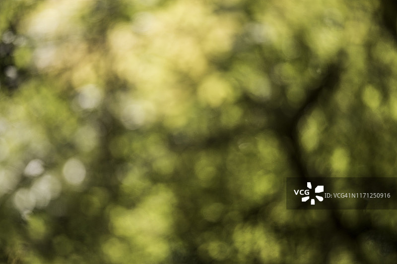 阳光透过白蜡树的叶子，刻意散焦以达到抽象的效果，丹德农山脉，澳大利亚维多利亚图片素材