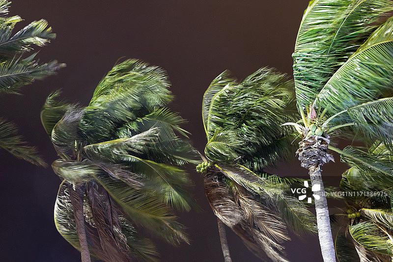 龙卷风或飓风的开始缠绕和吹椰子树与黑暗的风暴云。热带的雨季图片素材