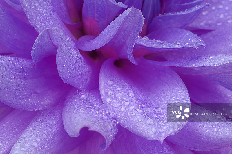紫色大丽花的花瓣与水珠颜色增强。图片素材