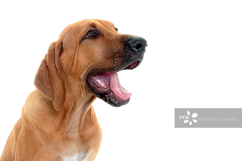 一只罗得西亚脊背犬的头部照片，在白色的背景上远离镜头图片素材