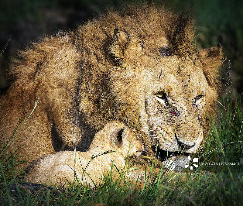 肯尼亚马赛马拉，雄狮与幼狮做鬼脸的感人场景图片素材