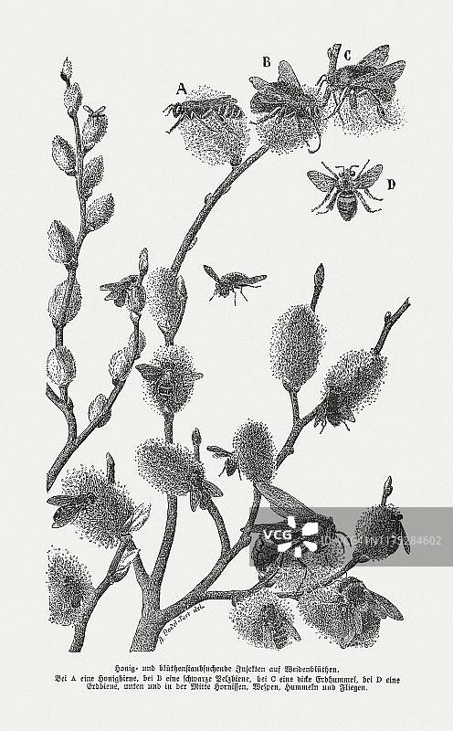 在小柳树上寻找蜂蜜和花粉的昆虫，木版画，出版于1894年图片素材