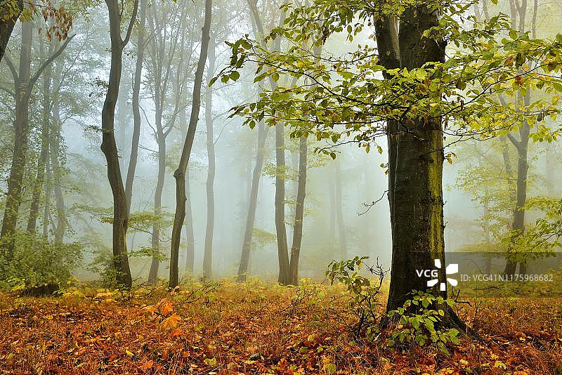 德国萨克森-安哈尔特Burgenlandkreis的初秋山毛榉林，浓雾弥漫图片素材