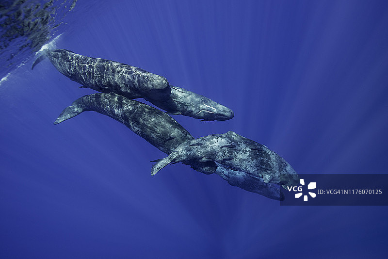 一群抹香鲸，印度洋，毛里求斯。图片素材