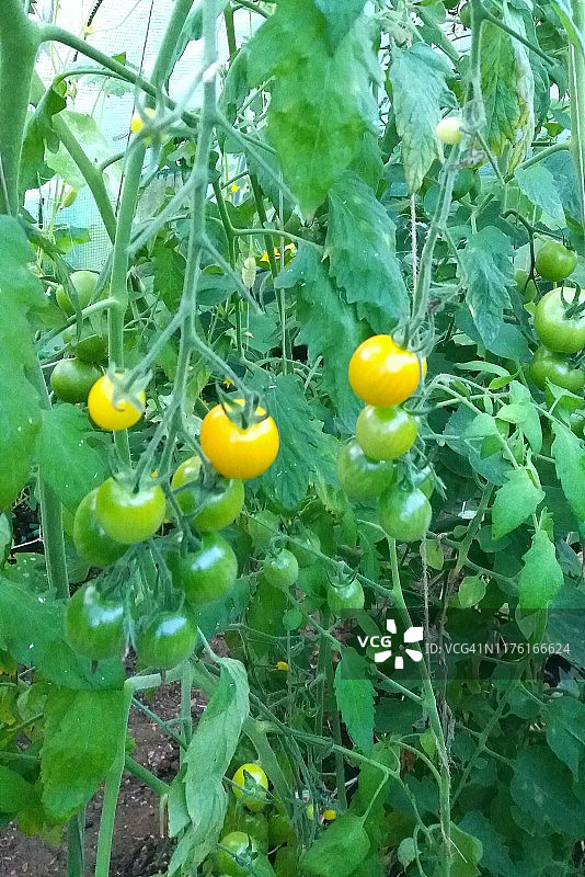 有机的，健康的西红柿植物。图片素材