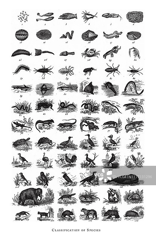 种类，动物种类分类，版画古玩插图，1851年出版图片素材