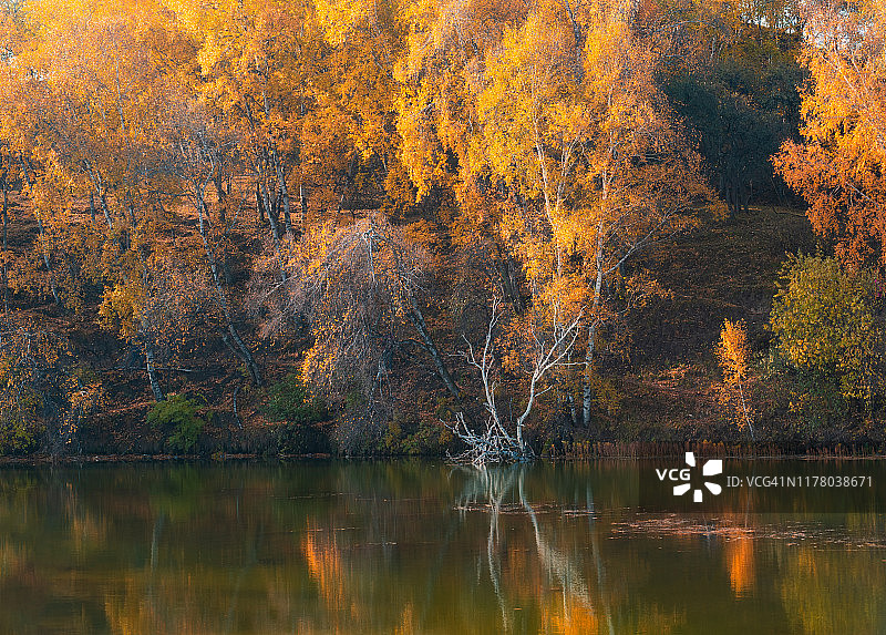 秋天，湖边有黄色的树图片素材