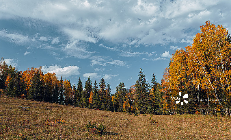 在晴朗的日子里，俄罗斯西伯利亚金色的阿尔泰山的秋天气氛图片素材