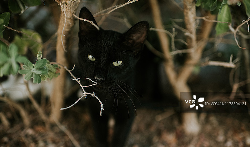 黑色的猫图片素材