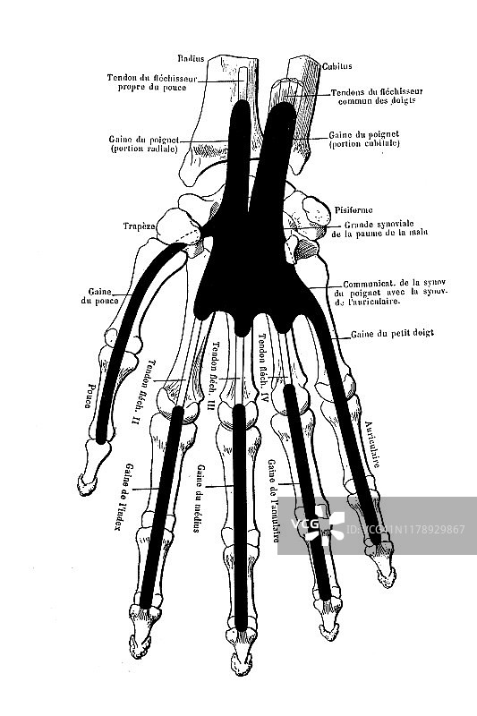 手上的骨骼有肌肉和韧带图片素材