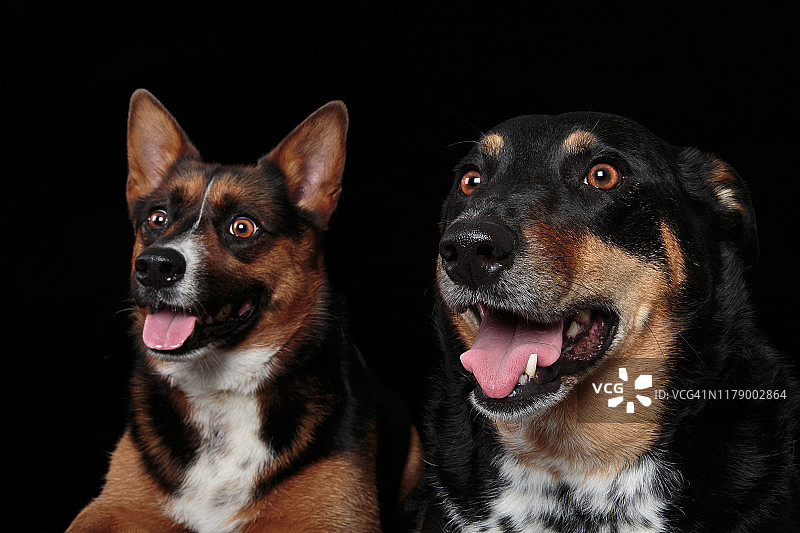 在黑色背景下，两只杂种狗看着摄像机的大头照图片素材