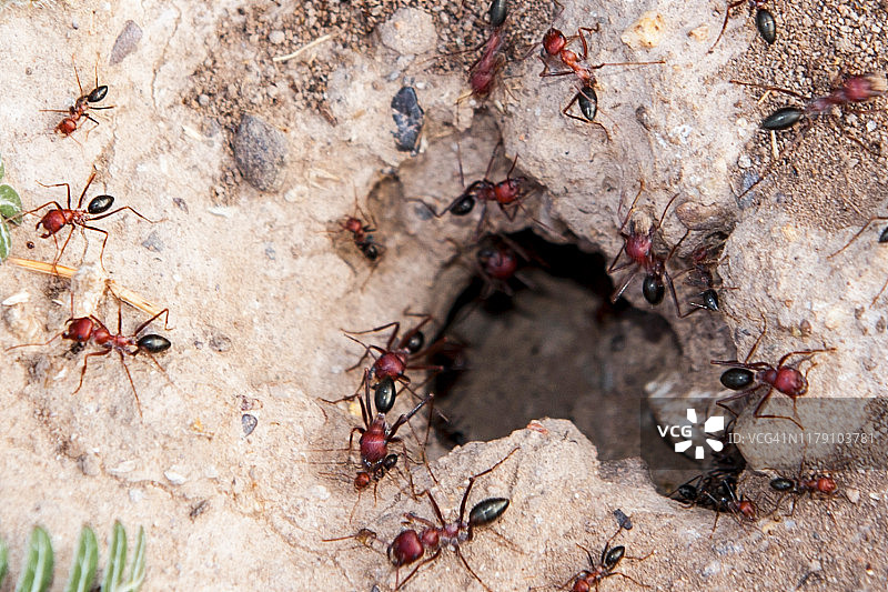 红蚂蚁和蚁丘的入口图片素材
