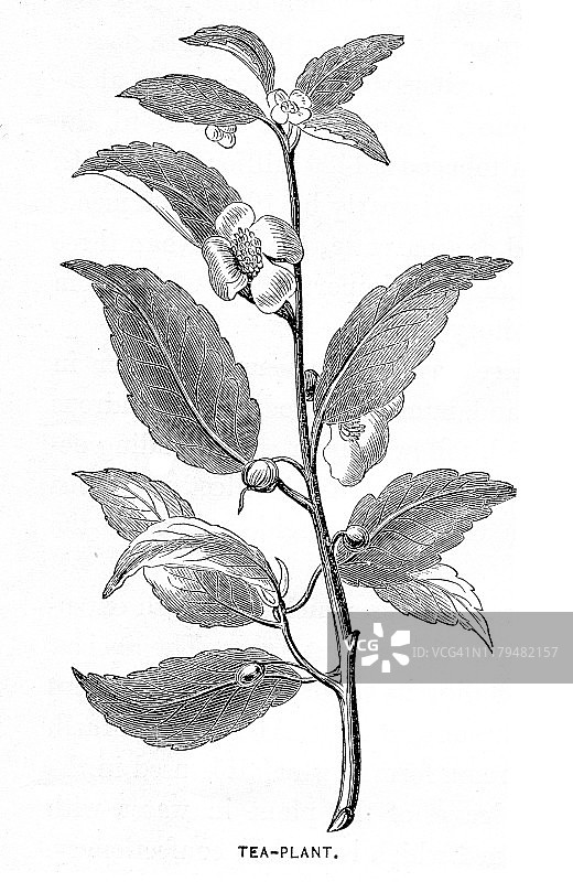 茶树雕刻1881年图片素材