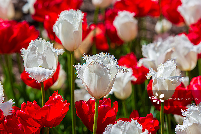 白色和红色郁金香的花园床-阿拉鲁恩，澳大利亚西部图片素材