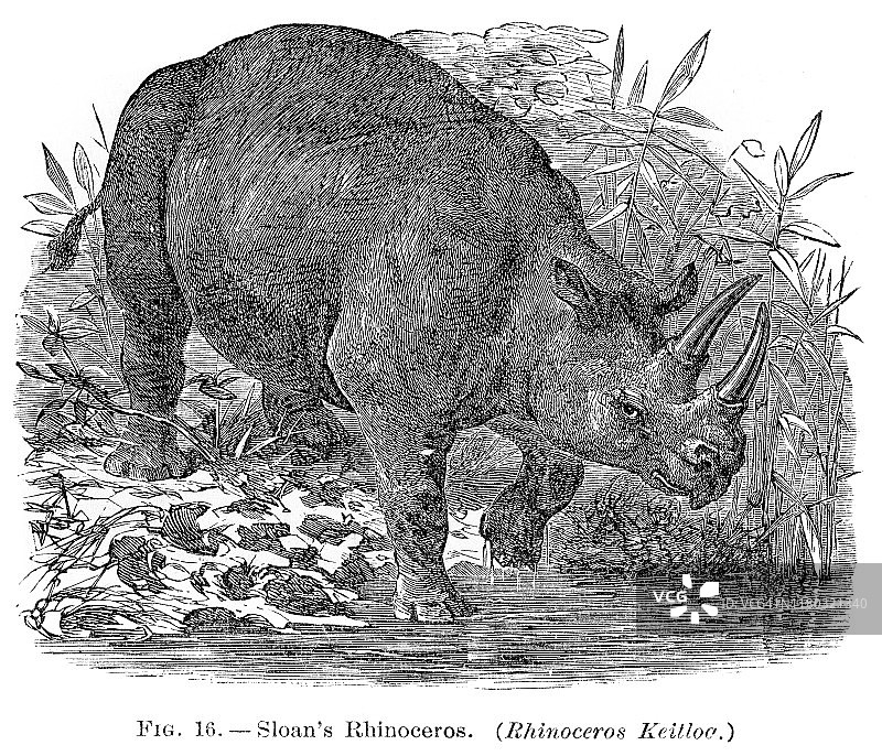 犀牛雕刻1886图片素材