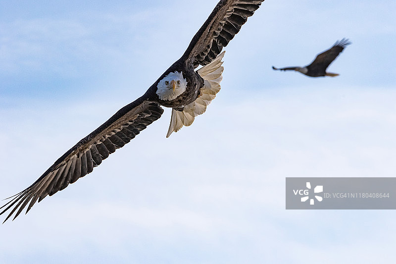 两只秃鹰在飞翔图片素材