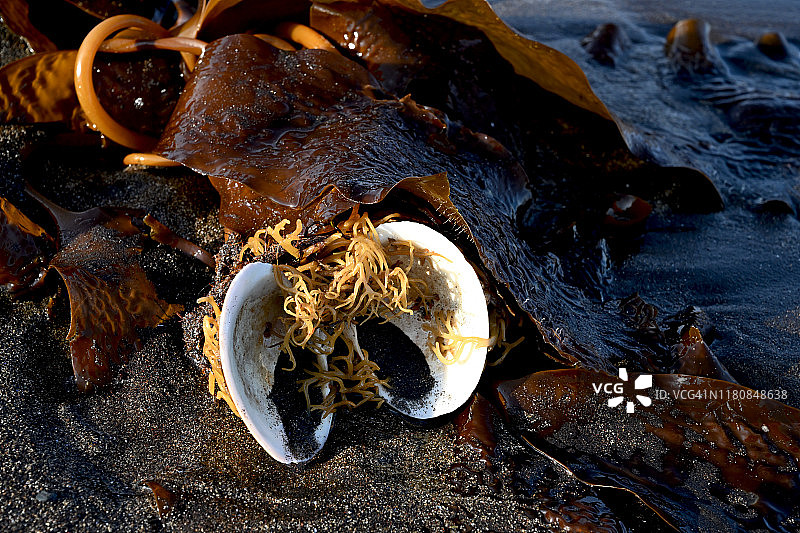 冰岛沙达尔克库尔海滩上的海藻图片素材