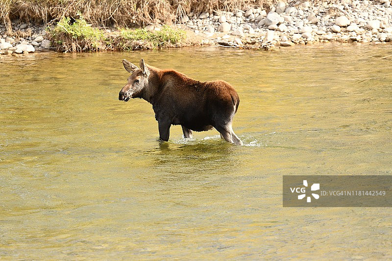 小驼鹿站在河里图片素材