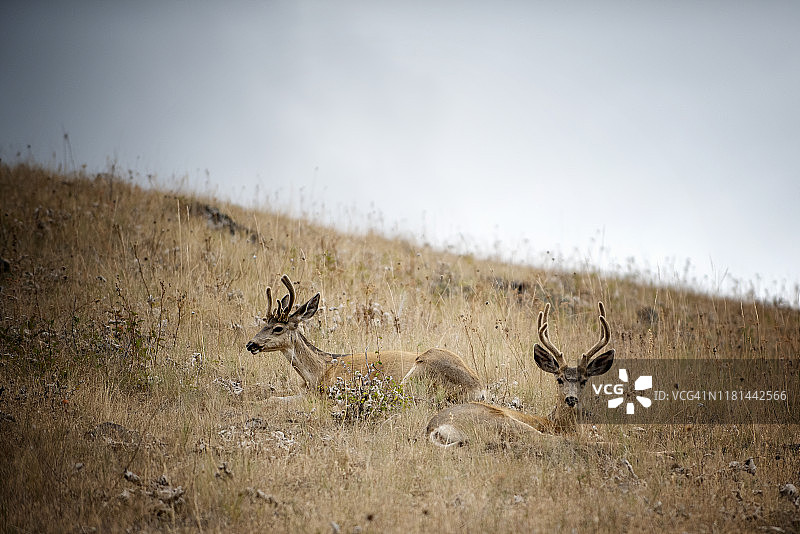 美国蒙大拿州，两只白尾鹿站在高高的草丛中，背景是群山。图片素材