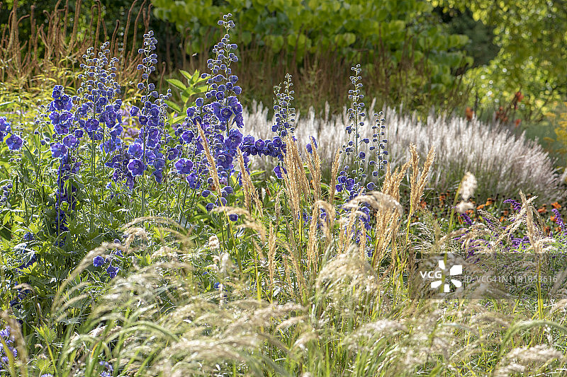 飞燕草(又称飞燕草)是一种美丽而充满活力的蓝色花，是一种家常花园多年生植物图片素材