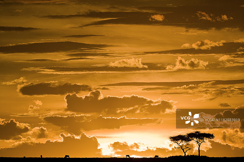 非洲日落在马赛马拉，肯尼亚。图片素材