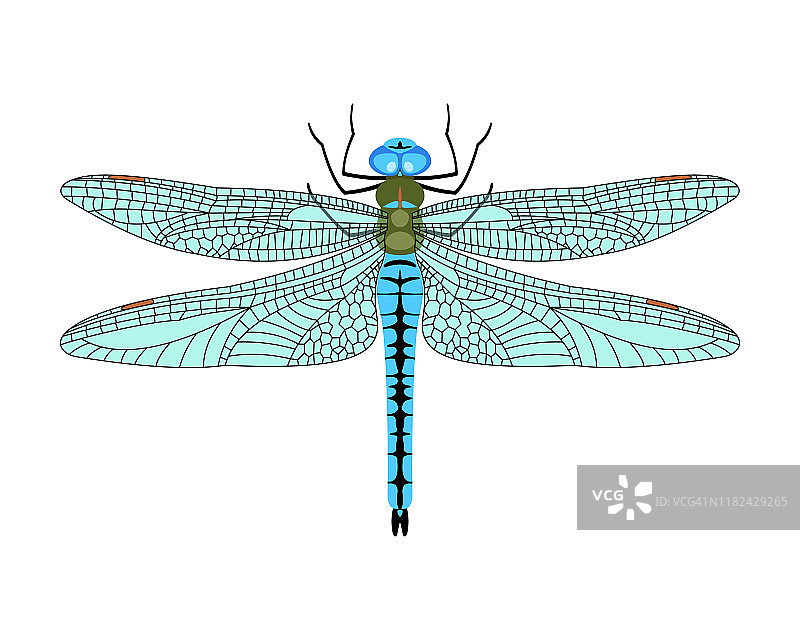 矢量蜻蜓图标在平面风格孤立的白色背景。图片素材