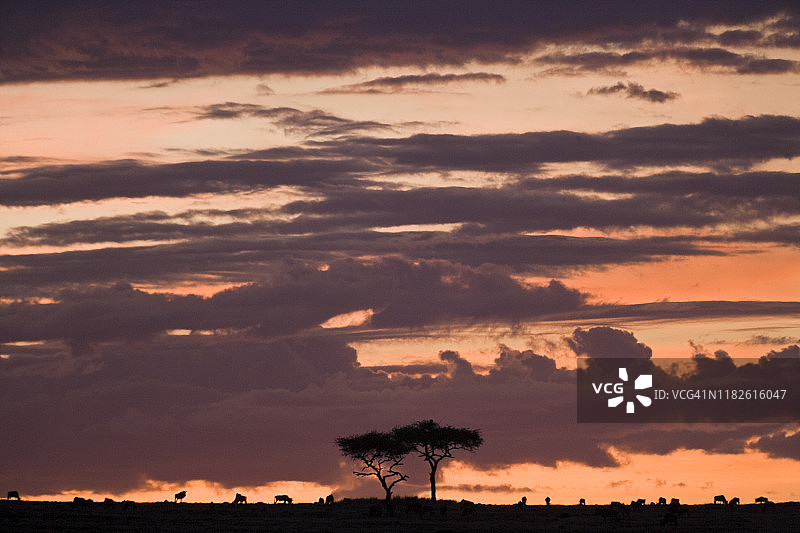 非洲日落在马赛马拉，肯尼亚。图片素材