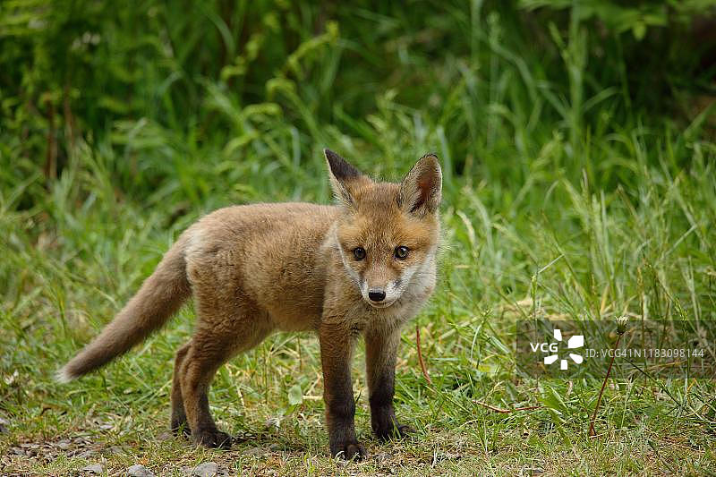 赤狐(Vulpes Vulpes)，幼犬，威尔登，西格兰，北莱茵-威斯特伐利亚，德国图片素材