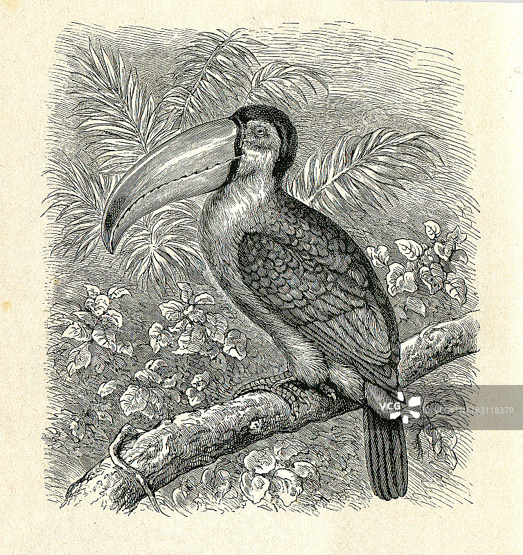 绿嘴巨嘴鸟(双色巨嘴鸟)插图图片素材