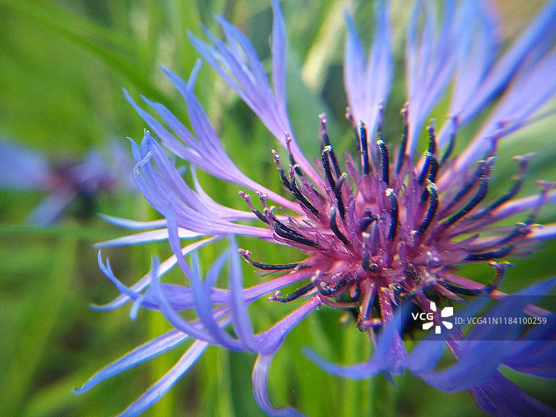 一个蓝色花园花在春天的特写图片素材