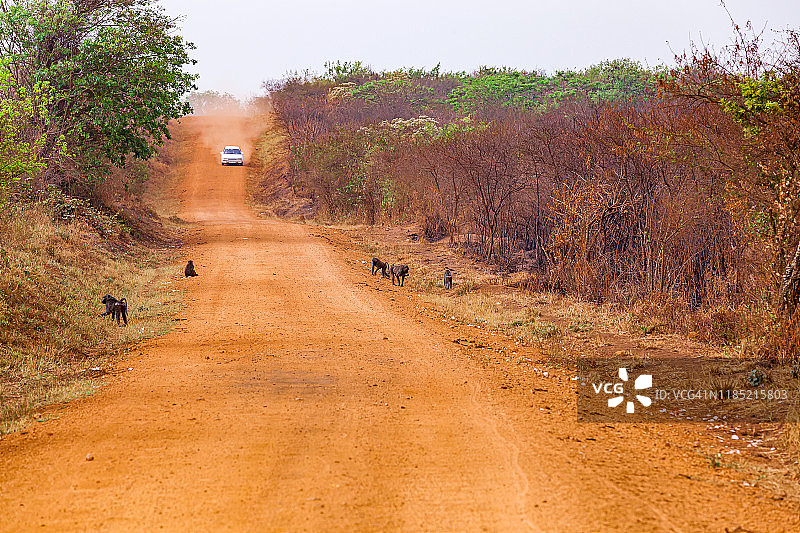 红土路在野生狒狒和旧车辆图片素材